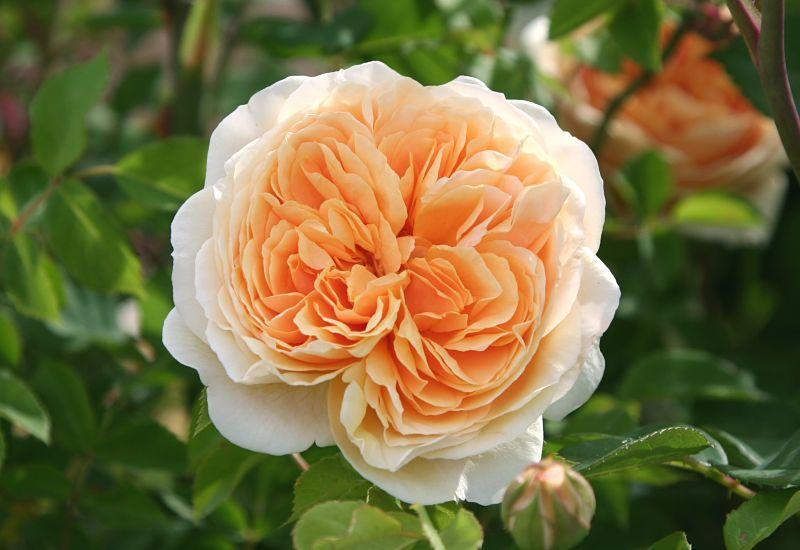 Photo of Rose (Rosa 'Teasing Georgia') uploaded by DianeSeeds