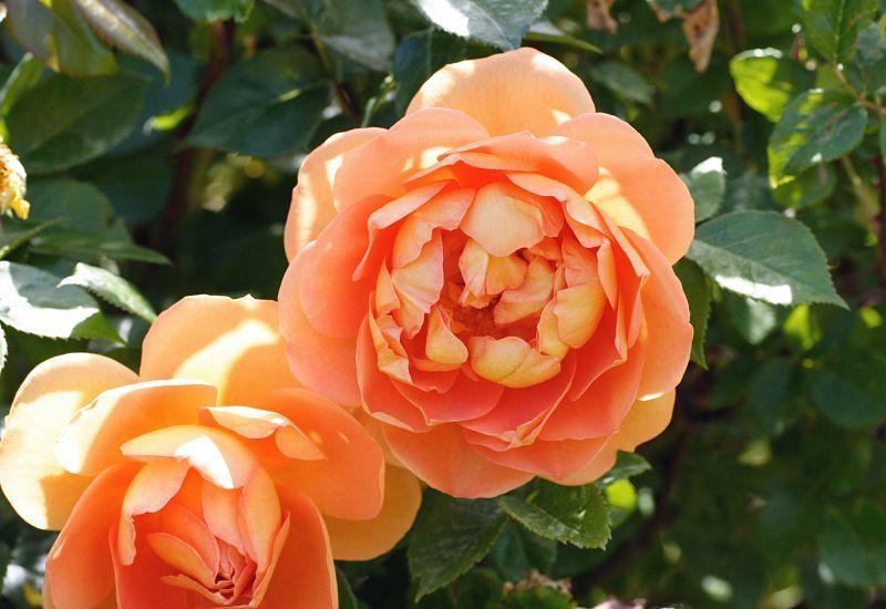 Photo of English Shrub Rose (Rosa 'Pat Austin') uploaded by DianeSeeds