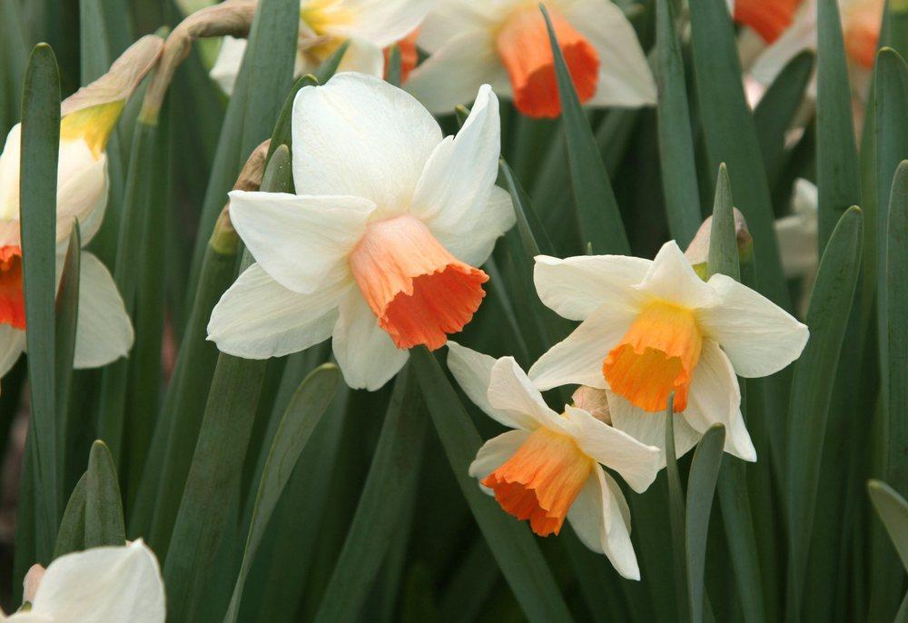 Photo of Cyclamineus Narcissus (Narcissus 'Kaydee') uploaded by DianeSeeds
