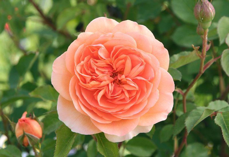 Photo of Rose (Rosa 'Louise Clements') uploaded by DianeSeeds