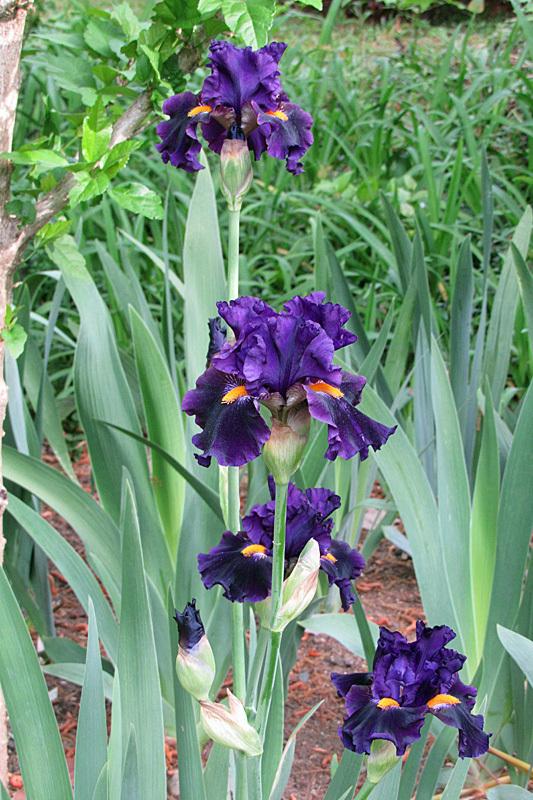 Photo of Border Bearded Iris (Iris 'Lady of the Night') uploaded by Lestv