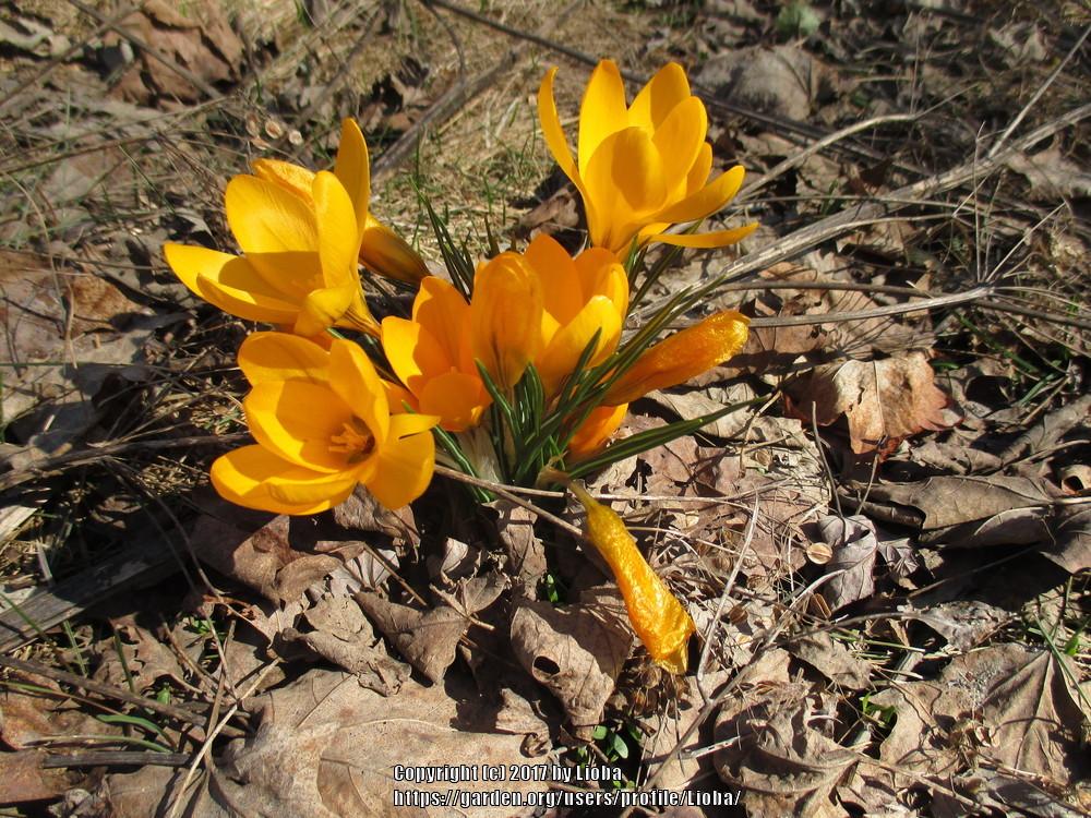 Photo of Crocus uploaded by Lioba