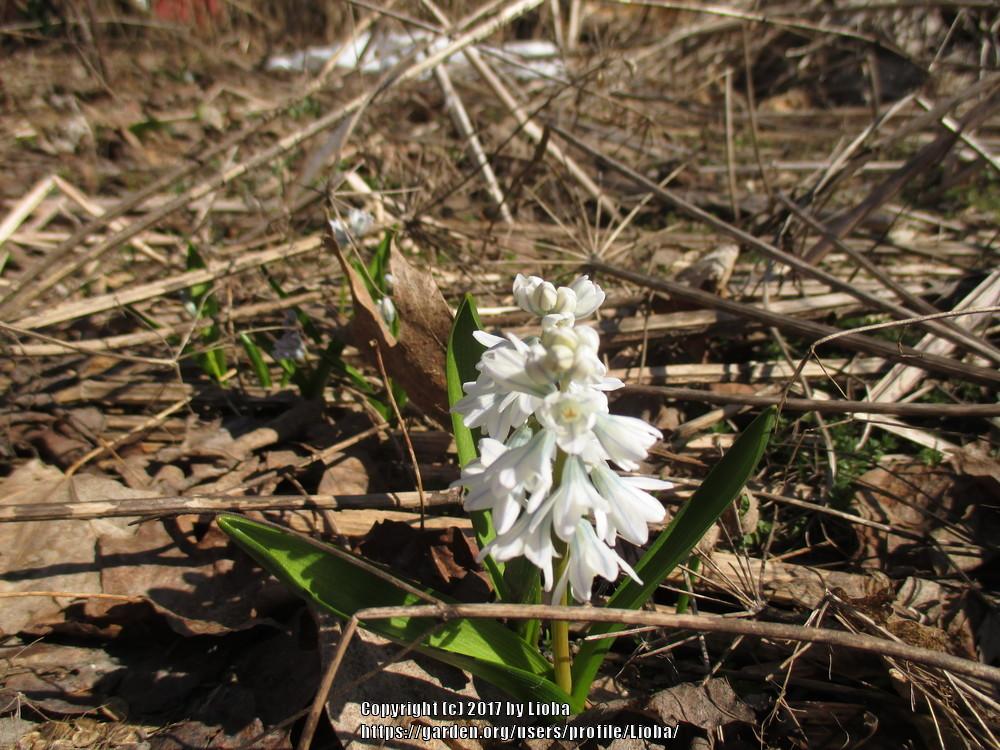Photo of Hyacinths (Hyacinthus) uploaded by Lioba
