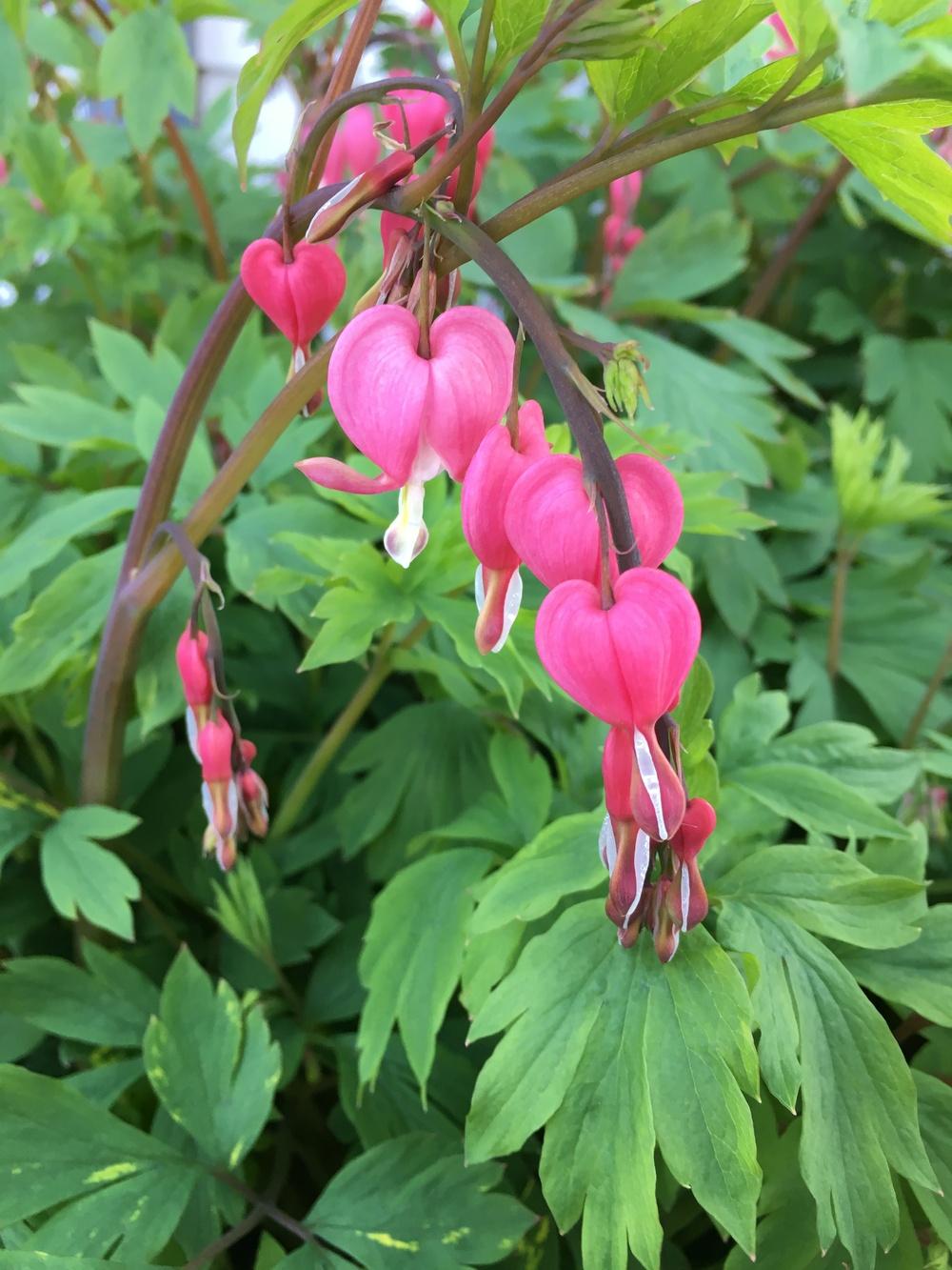 Photo of Bleeding Heart (Lamprocapnos spectabilis) uploaded by Michelezie
