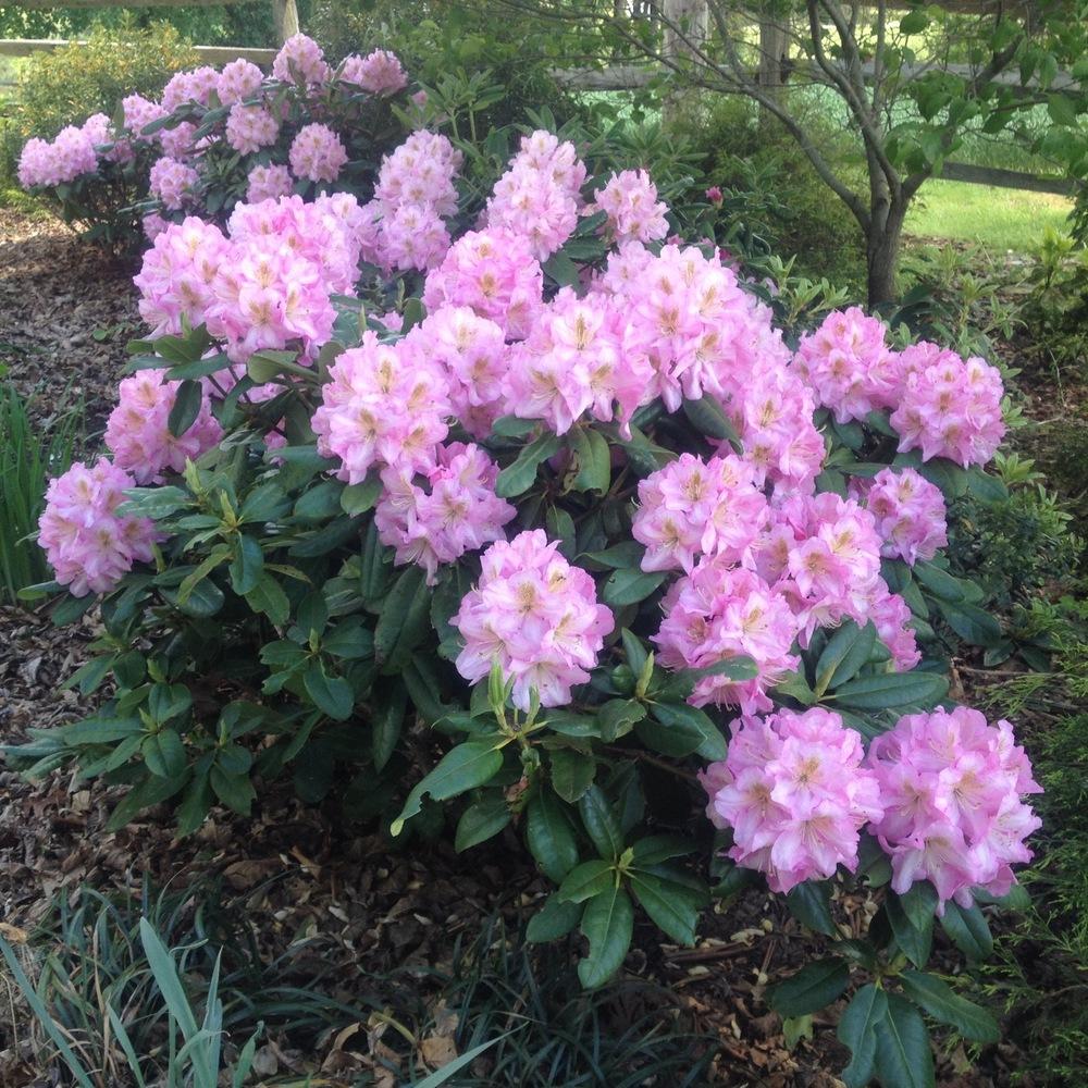 Photo of Dexter Rhododendron (Rhododendron 'Scintillation') uploaded by csandt