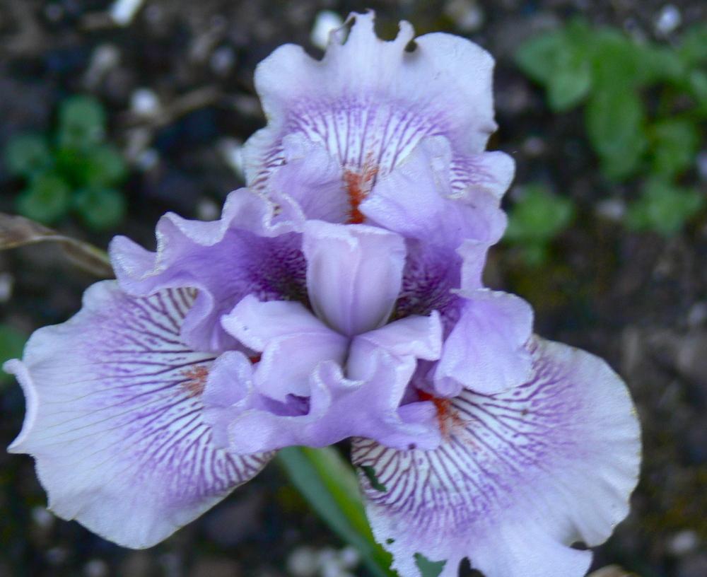 Photo of Intermediate Bearded Iris (Iris 'Western Sage') uploaded by janwax