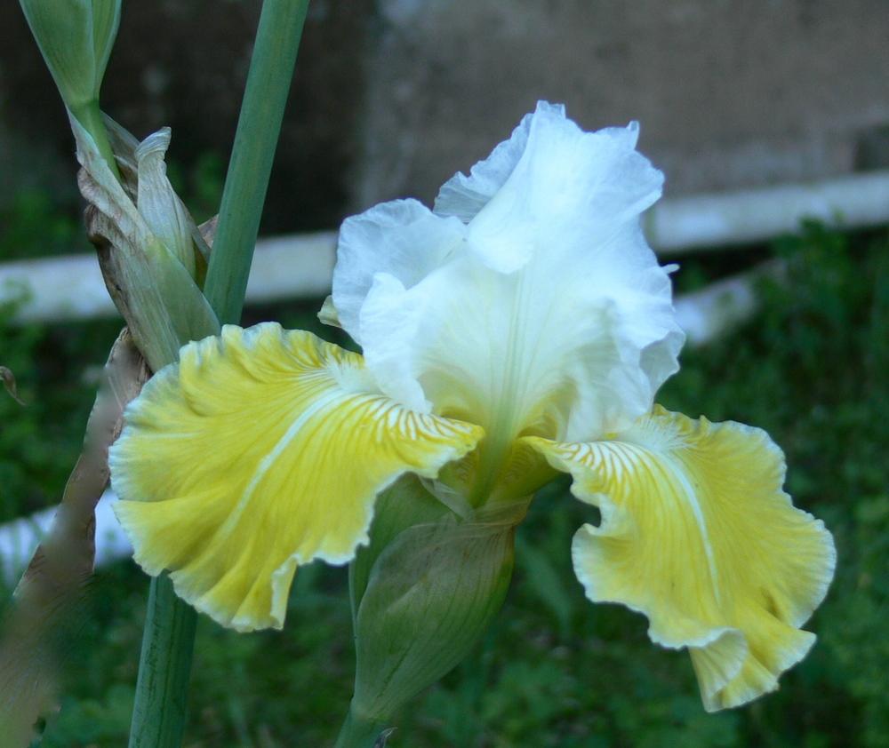 Photo of Tall Bearded Iris (Iris 'Lemon Cloud') uploaded by janwax