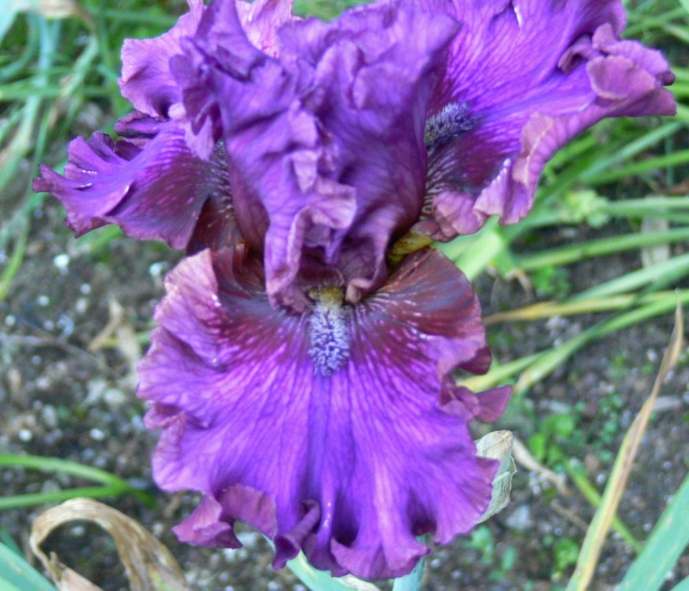 Photo of Tall Bearded Iris (Iris 'Prince of Hearts') uploaded by janwax