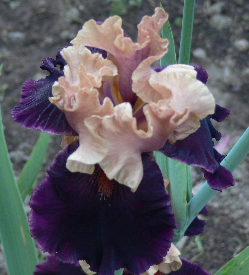 Photo of Tall Bearded Iris (Iris 'Prague') uploaded by janwax