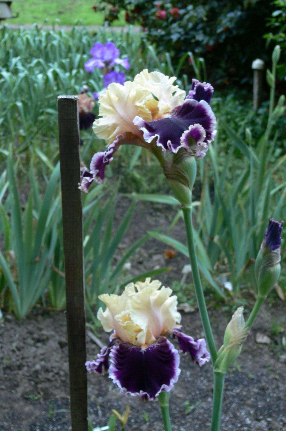 Photo of Tall Bearded Iris (Iris 'Dazzle') uploaded by janwax