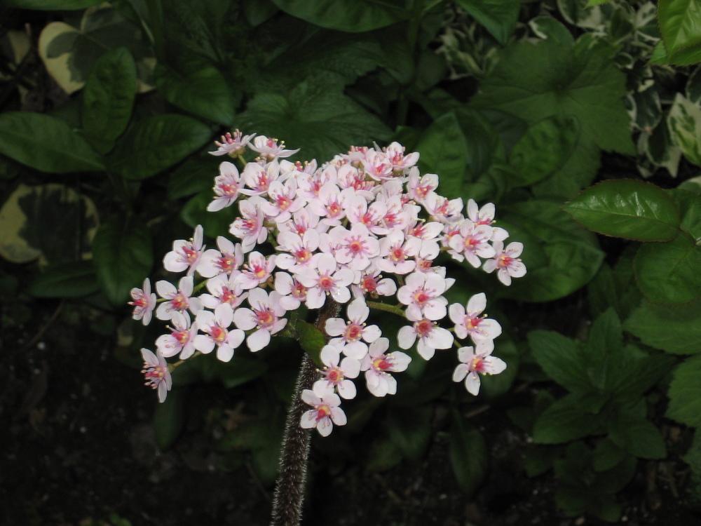 Photo of Umbrella Plant (Darmera peltata) uploaded by pjnew