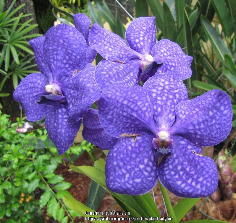 Photo of Orchid (Vanda Pachara Delight) uploaded by plantladylin