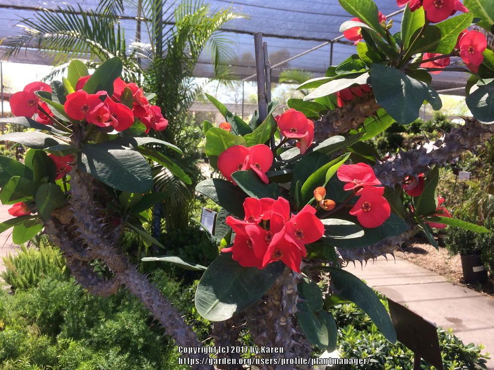 Photo of Crown of Thorns (Euphorbia milii) uploaded by plantmanager