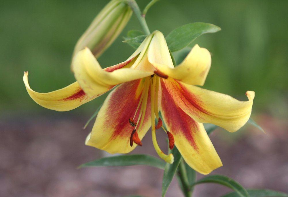 Photo of Lily (Lilium 'Caravan') uploaded by DianeSeeds