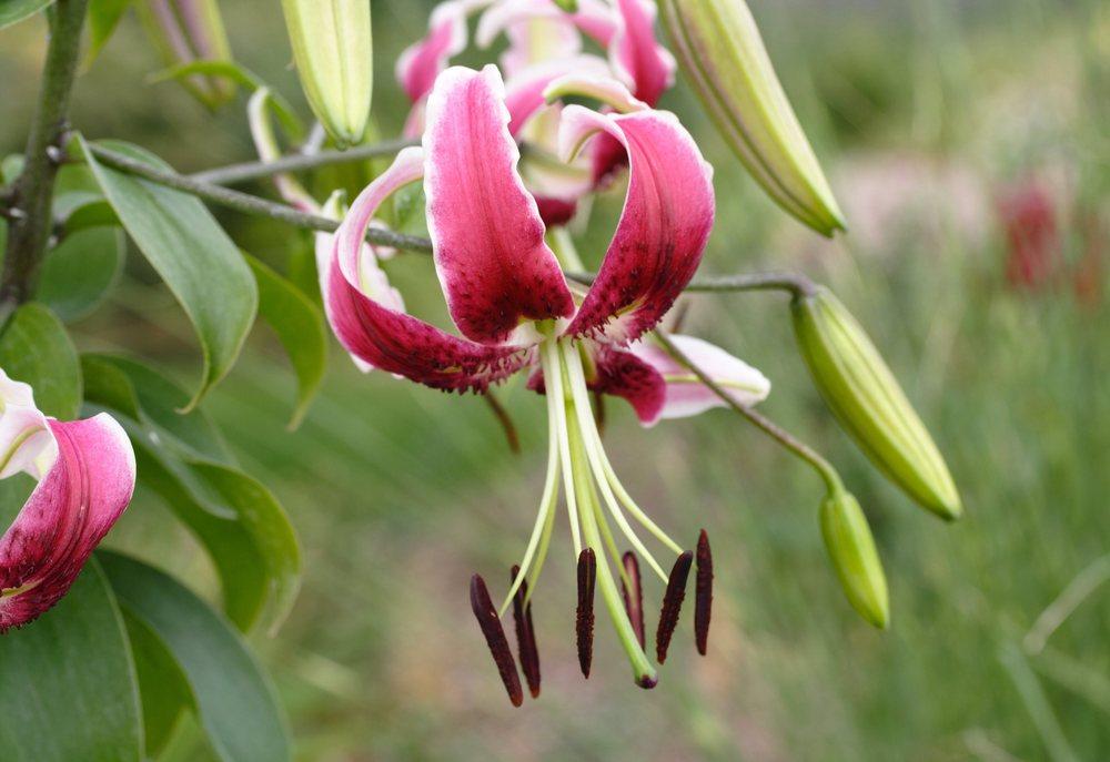 Photo of Lily (Lilium 'Black Beauty') uploaded by DianeSeeds