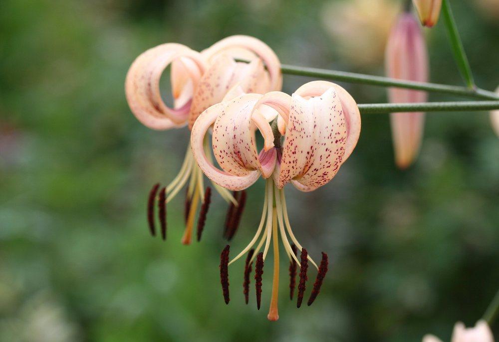 Photo of Lily (Lilium 'Ariadne') uploaded by DianeSeeds