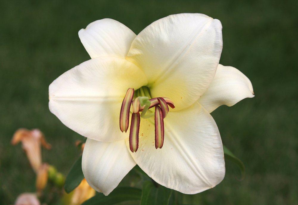 Photo of Lily (Lilium 'Mother of Pearl') uploaded by DianeSeeds