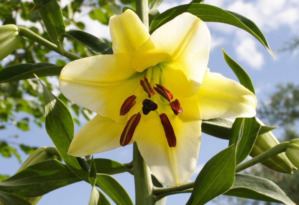 Photo of Lily (Lilium 'Conca d'Or') uploaded by DianeSeeds