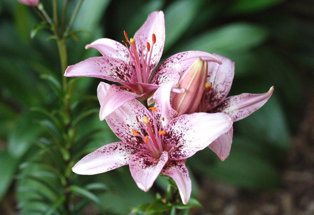 Photo of Lily (Lilium 'Dot Com') uploaded by DianeSeeds