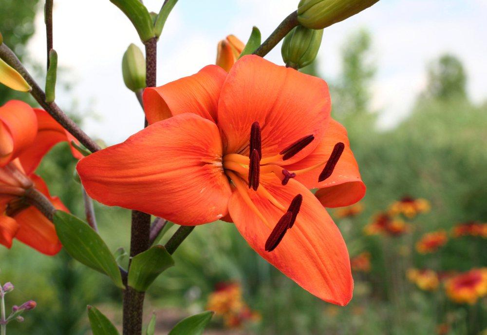 Photo of Lily (Lilium 'Liberty Hyde Bailey') uploaded by DianeSeeds