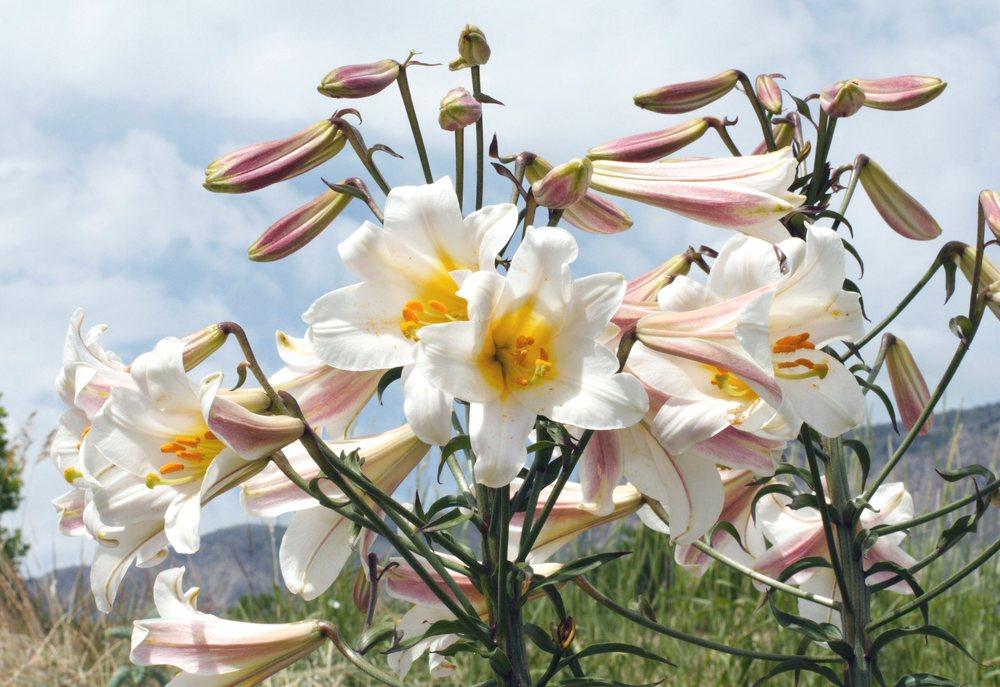 Photo of Regal Lily (Lilium regale) uploaded by DianeSeeds