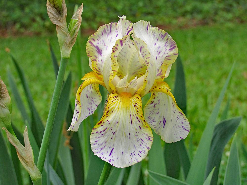 Photo of Border Bearded Iris (Iris 'Minnesota Mixed-Up Kid') uploaded by Lestv