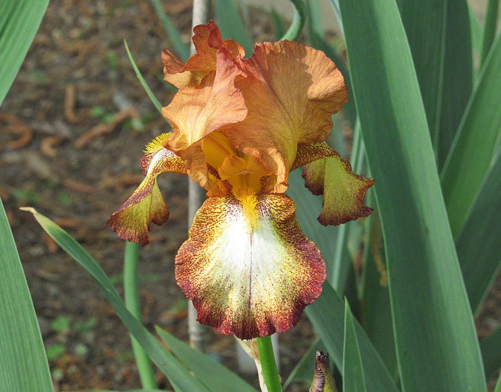 Photo of Tall Bearded Iris (Iris 'Belvi Queen') uploaded by Lestv
