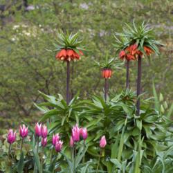 Location: My garden, Sweden
Date: May 2017
Crown Imperials growing with the Tulip 'Claudia'