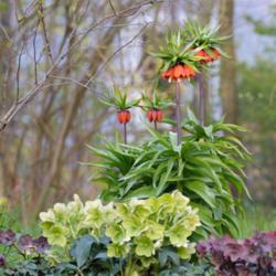 Location: My garden, Sweden
Date: May 2017
Crown Imperials growing among Hellebores.