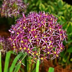 Location: Botanical Gardens of the State of Georgia...Athens, Ga
Date: 2017-05-04
Ornamental Onion 001 - Bloom