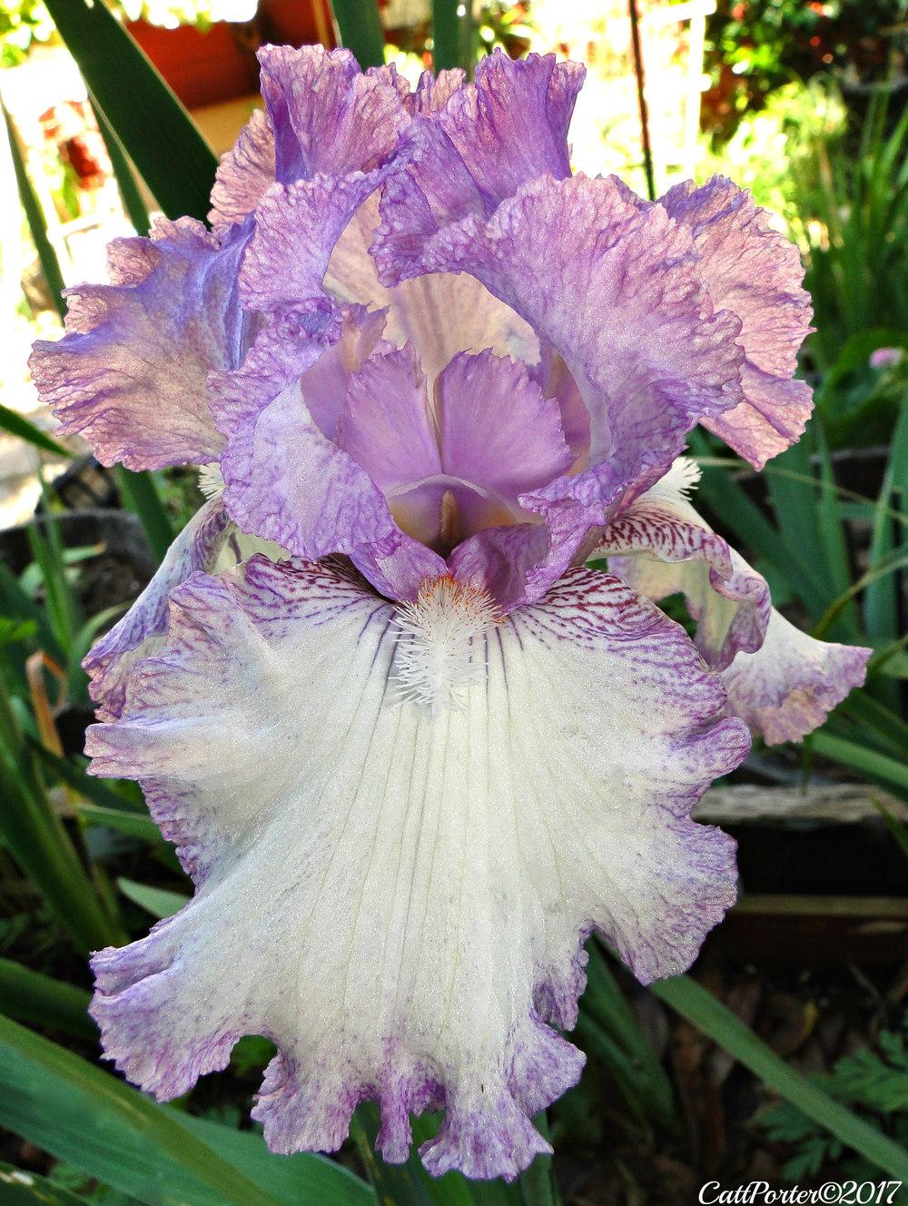 Photo of Tall Bearded Iris (Iris 'Girly Girl') uploaded by golden_goddess