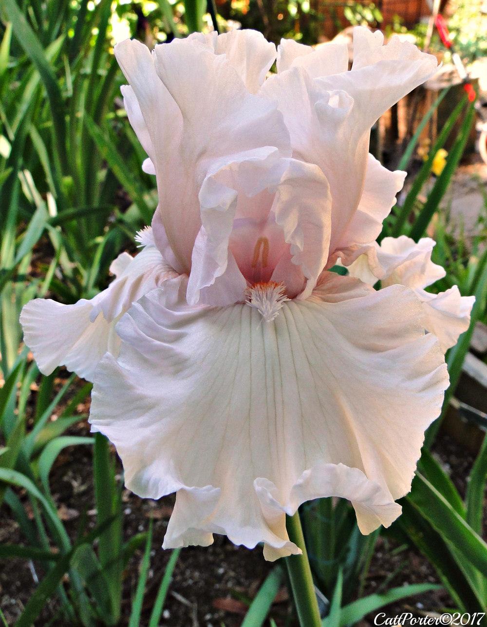 Photo of Tall Bearded Iris (Iris 'Treasured') uploaded by golden_goddess