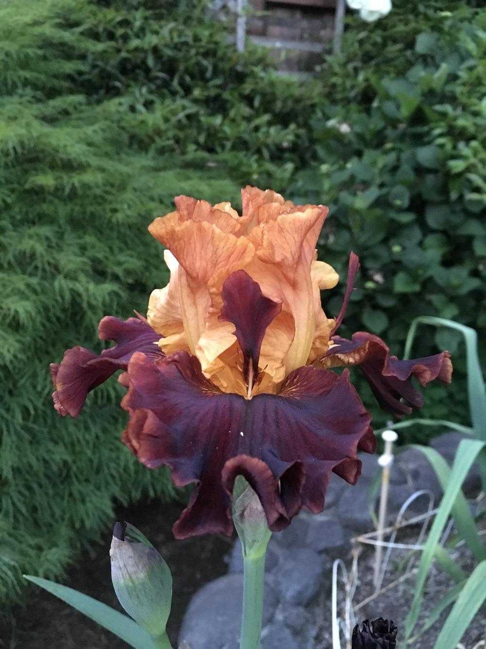Photo of Tall Bearded Iris (Iris 'Solar Fire') uploaded by lilpod13