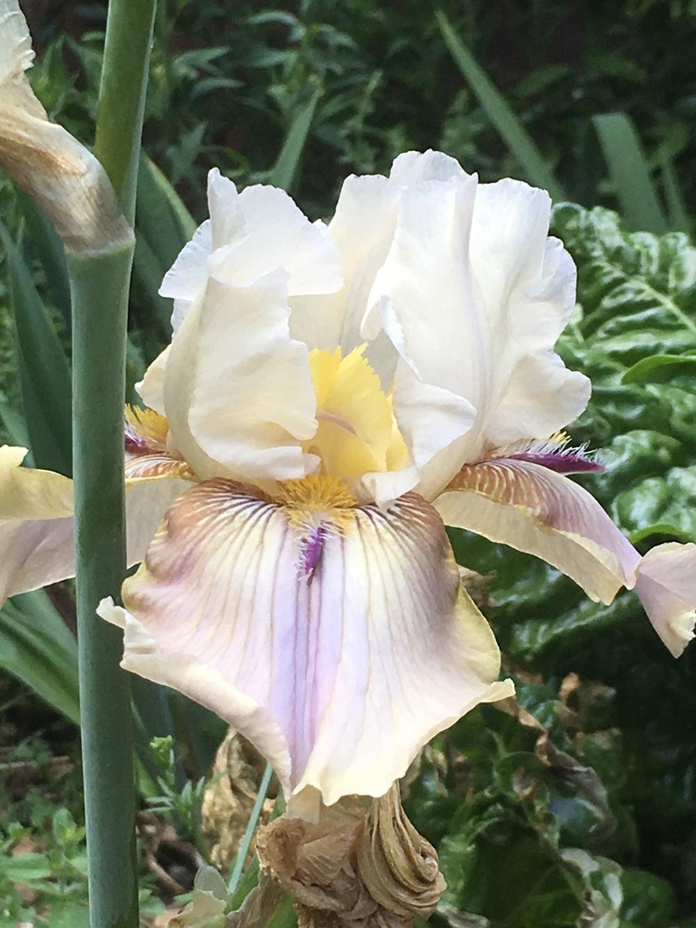 Photo of Tall Bearded Iris (Iris 'Thornbird') uploaded by lilpod13