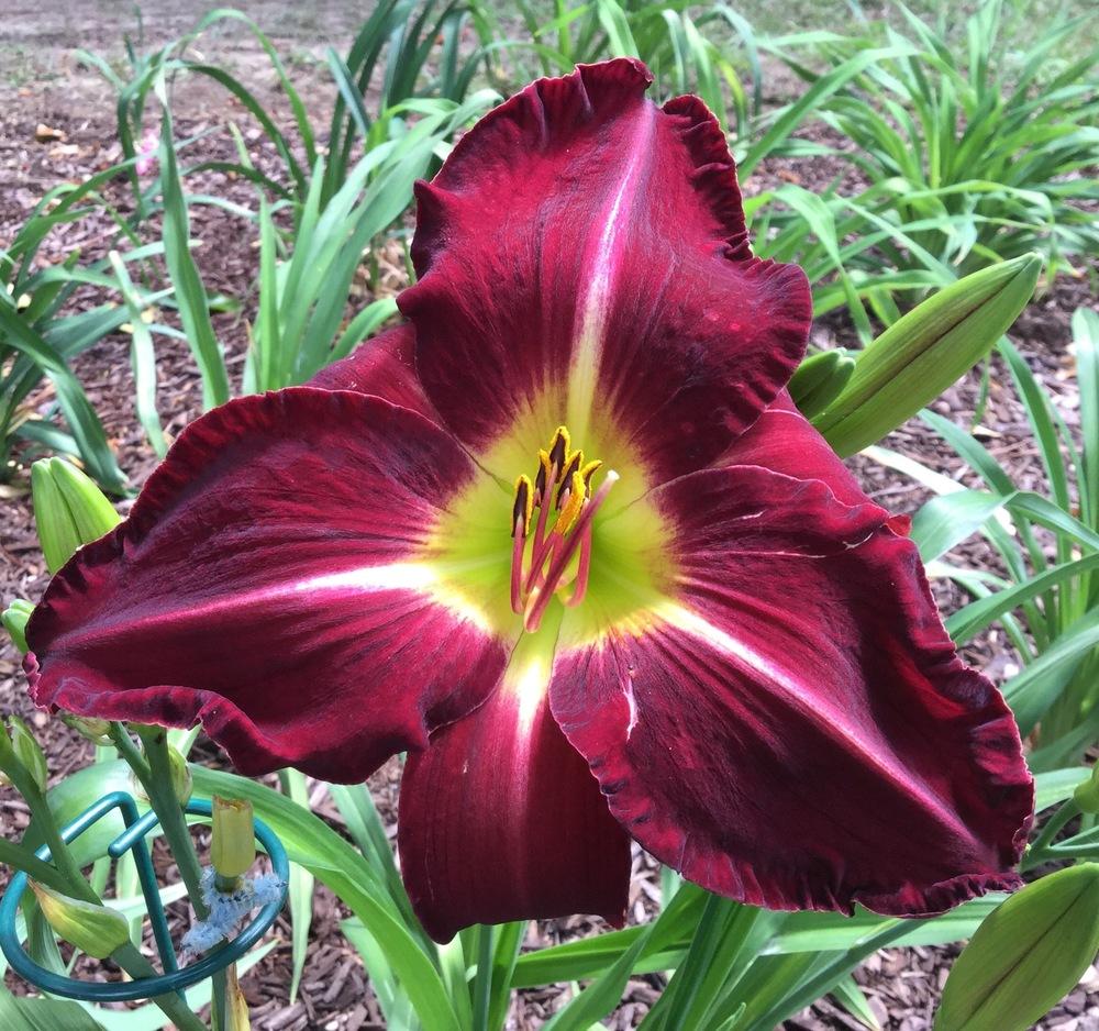 Photo of Daylily (Hemerocallis 'Violet Hour') uploaded by scflowers
