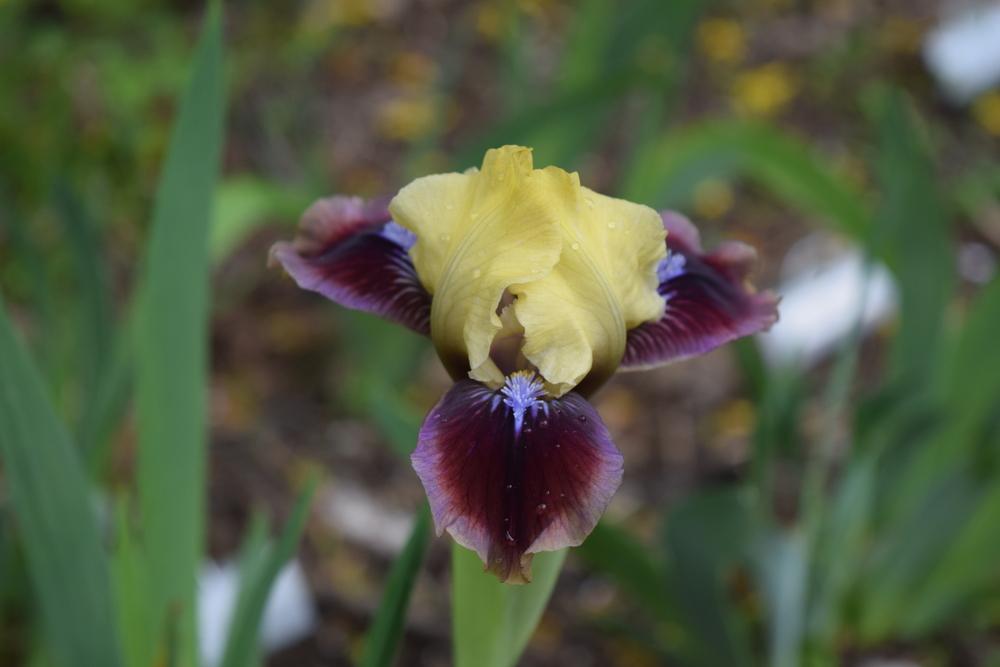Photo of Standard Dwarf Bearded Iris (Iris 'Being Busy') uploaded by Dachsylady86
