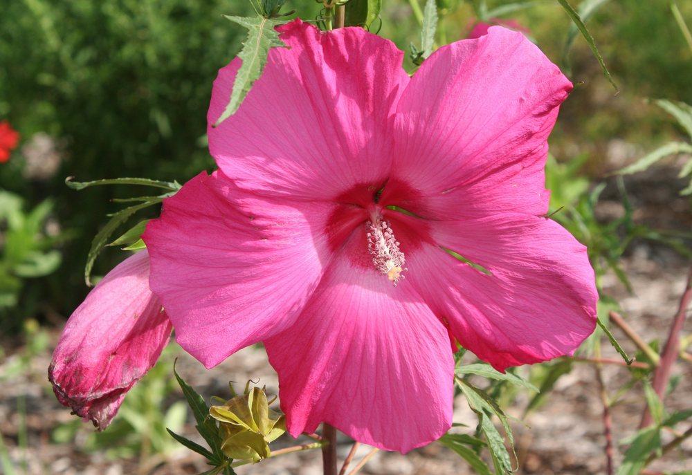 Photo of Hybrid Hardy Hibiscus (Hibiscus 'Anne Arundel') uploaded by DianeSeeds