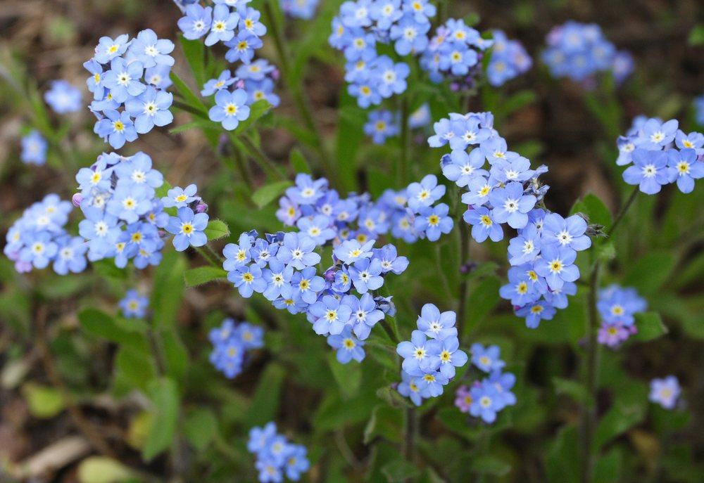 Photo of Forget-Me-Not (Myosotis sylvatica) uploaded by DianeSeeds