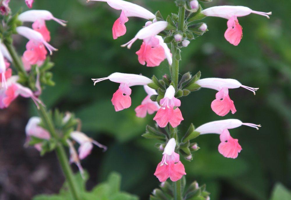 Photo of Hummingbird Sage (Salvia coccinea 'Coral Nymph') uploaded by DianeSeeds