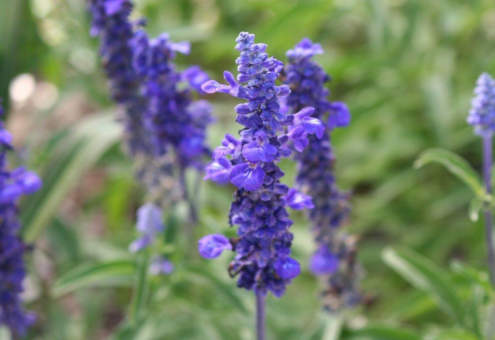 Photo of Mealycup Sage (Salvia farinacea) uploaded by DianeSeeds