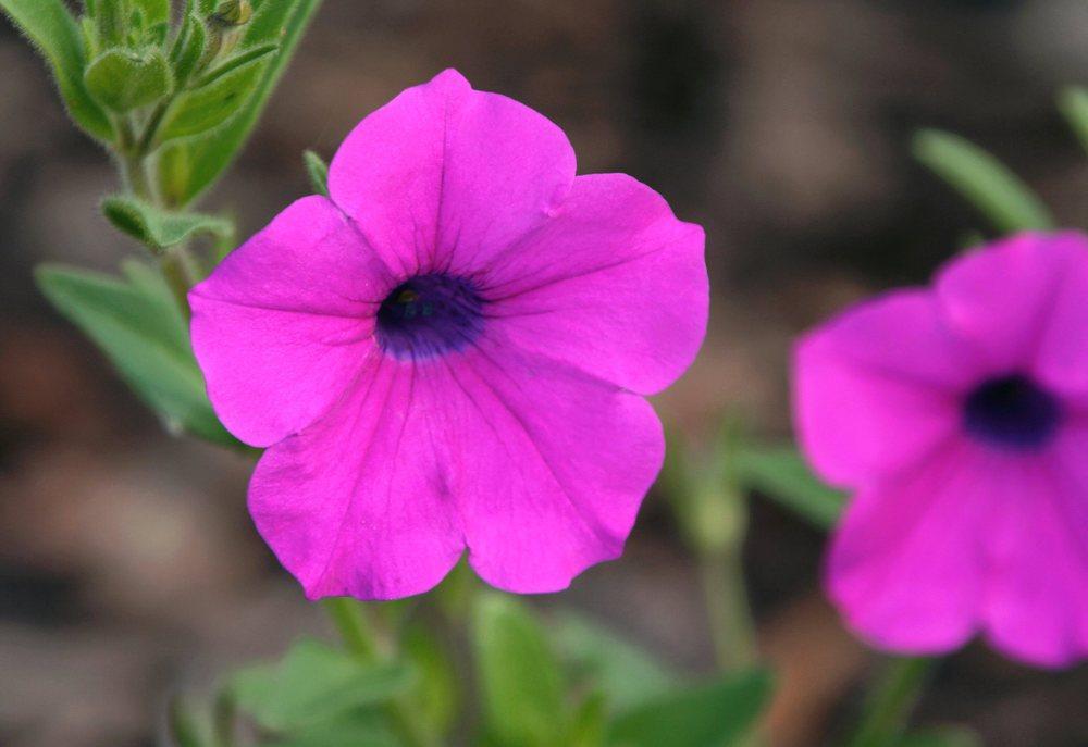 Photo of Violet-flowered Petunia (Petunia integrifolia) uploaded by DianeSeeds