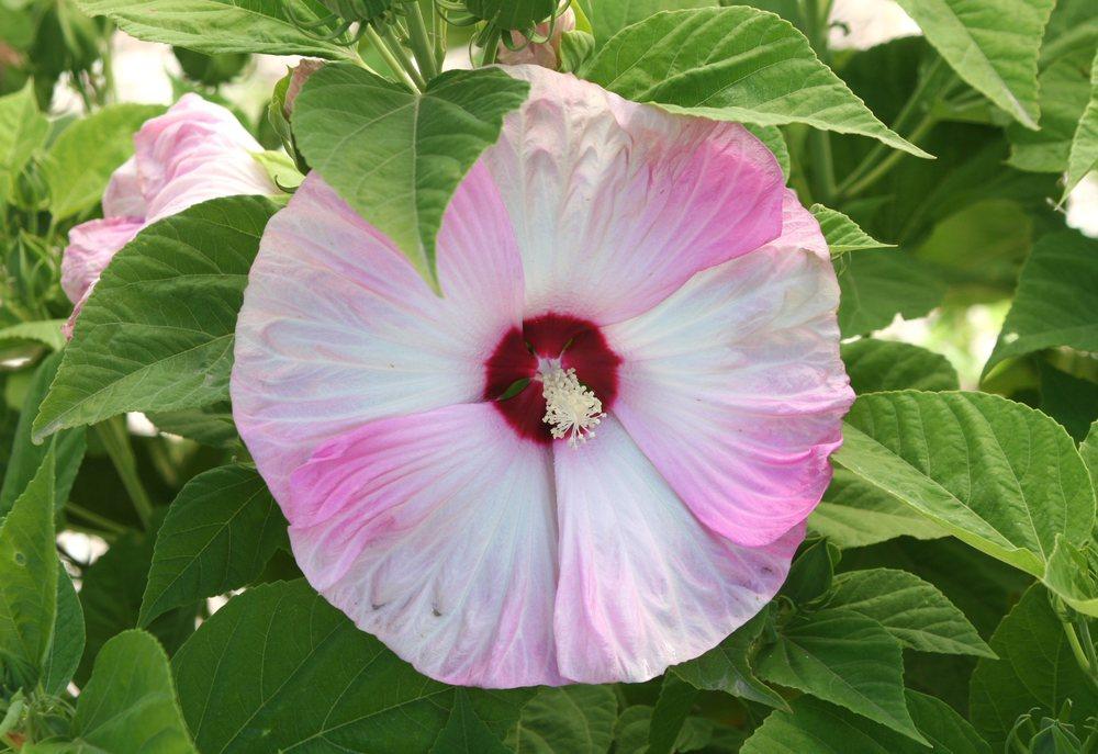 Photo of Hybrid Hardy Hibiscus (Hibiscus Luna™ Pink Swirl) uploaded by DianeSeeds