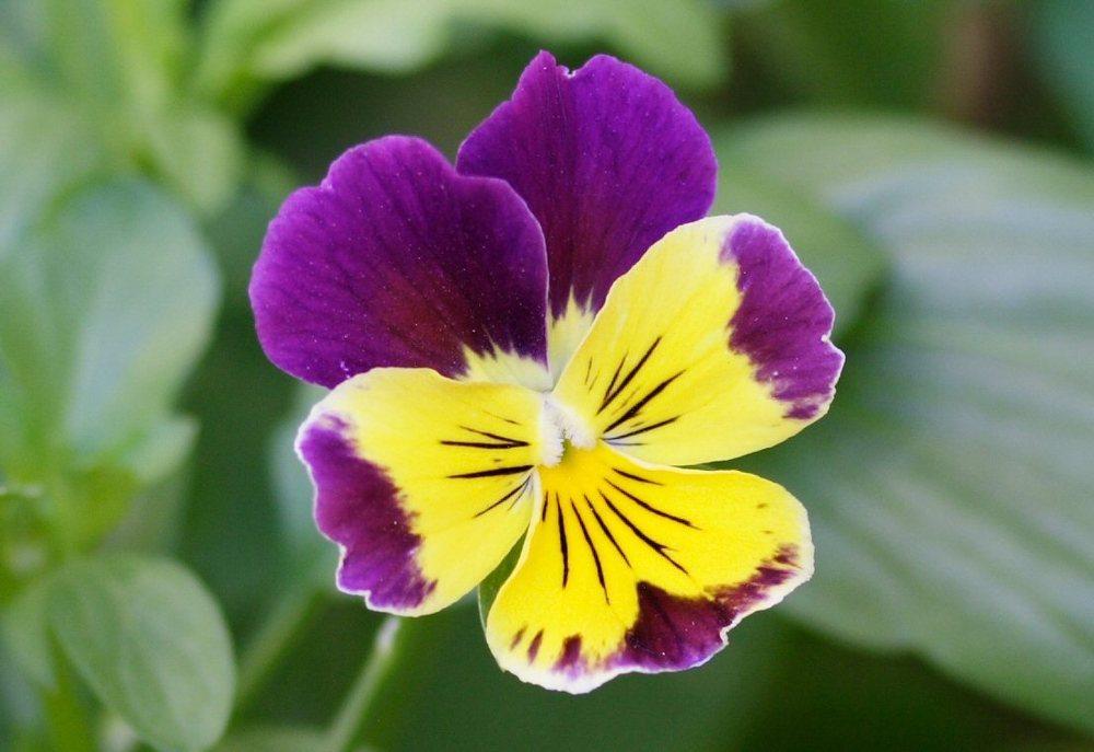 Photo of Viola (Viola cornuta 'Bambini Mix') uploaded by DianeSeeds