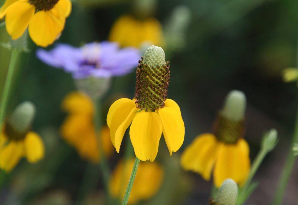 Photo of Mexican Hat (Ratibida columnifera) uploaded by DianeSeeds