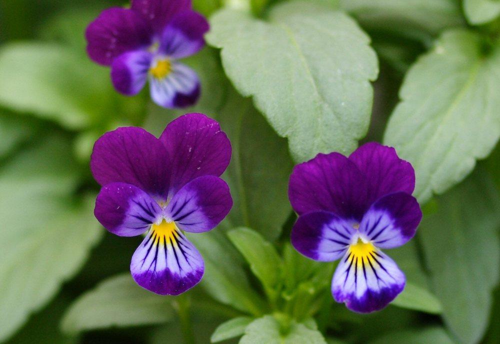 Photo of Horned Violet (Viola cornuta 'King Henry') uploaded by DianeSeeds