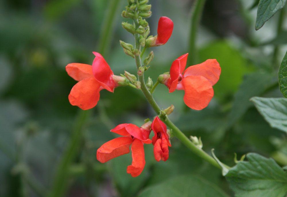 Photo of Runner Bean (Phaseolus coccineus) uploaded by DianeSeeds