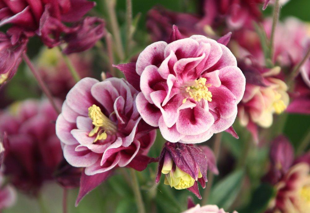 Photo of European Columbine (Aquilegia vulgaris 'Winky Double Red and White') uploaded by DianeSeeds