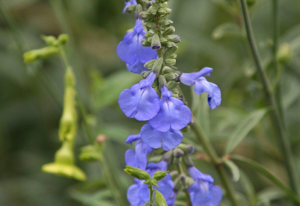 Photo of Blue Sage (Salvia azurea) uploaded by DianeSeeds