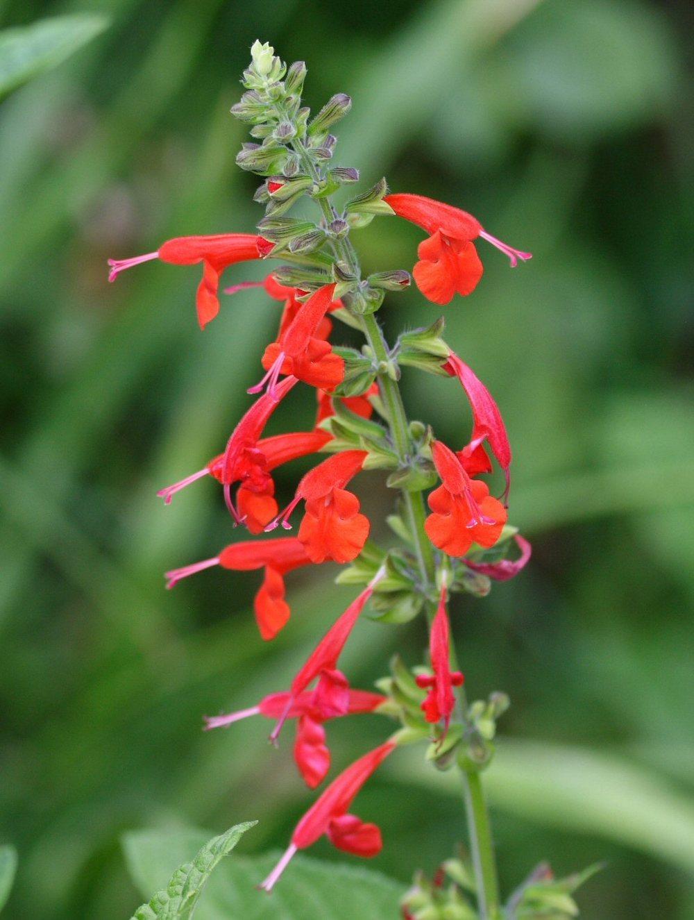 Photo of Scarlet Sage (Salvia coccinea) uploaded by DianeSeeds