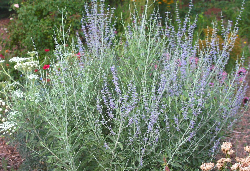 Photo of Russian Sage (Salvia yangii) uploaded by DianeSeeds
